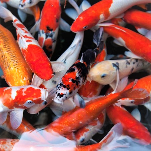 Koi's